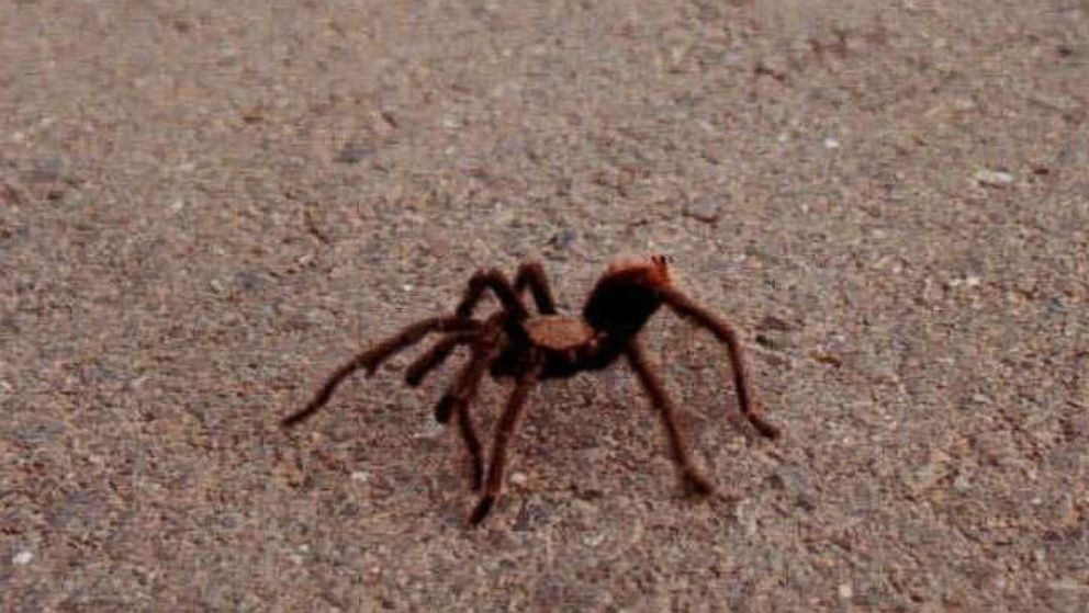 PHOTO: A tarantula makes its way downhill on Mount Diablo toward North Gate road in Walnut Creek, Calif., Sept. 7, 1997.  At this time of year, the spiders are moving about in search of mates.