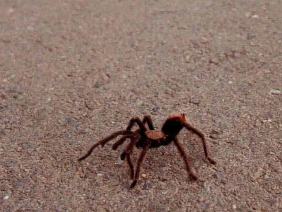 PHOTO: A tarantula makes its way downhill on Mount Diablo toward North Gate road in Walnut Creek, Calif., Sept. 7, 1997. At this time of year, the spiders are moving about in search of mates.