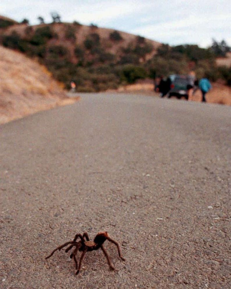 PHOTO: A tarantula makes its way downhill on Mount Diablo toward North Gate road in Walnut Creek, Calif., Sept. 7, 1997.  At this time of year, the spiders are moving about in search of mates.