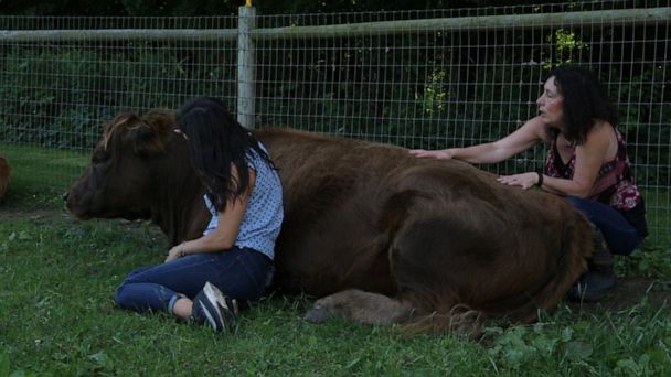 Care and Comfort: From Horses to Micro-Mini Cows, Animals Can Help with  Human Ailments