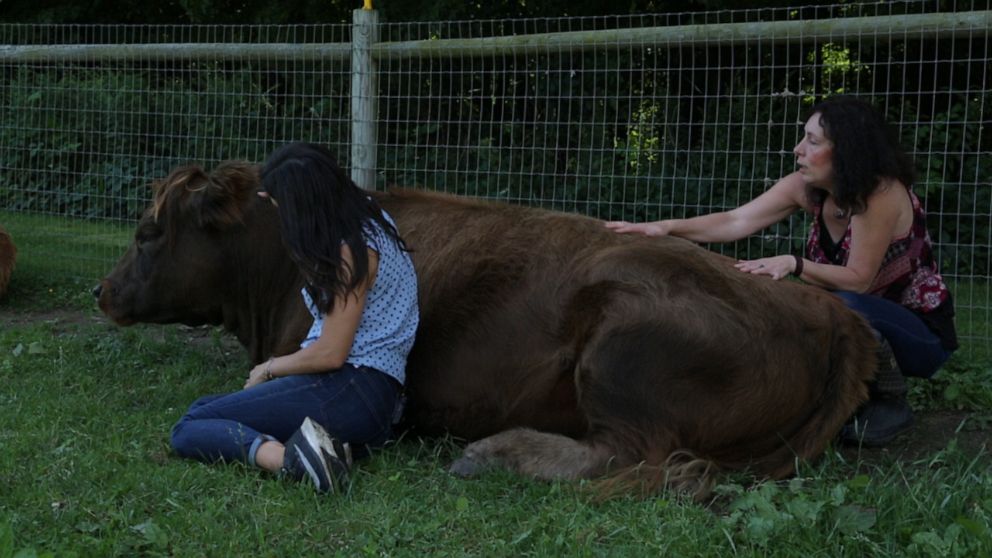 PHOTO: In upstate New York, a different kind of emotional support animal is providing moo-ving experiences for many visitors to Mountain Horse Farm, home to Bella and Bonnie the comfort cows.