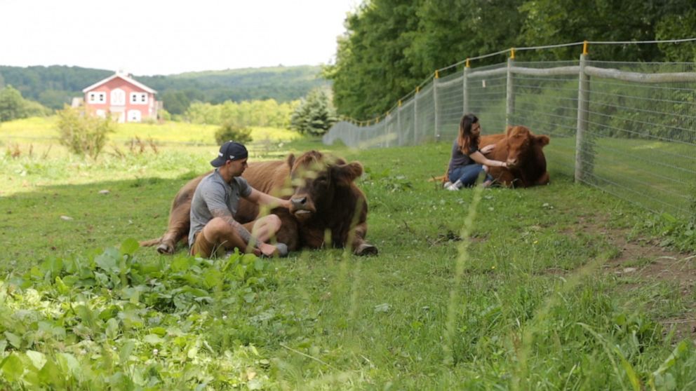 PHOTO: In upstate New York, a different kind of emotional support animal is providing moo-ving experiences for many visitors to Mountain Horse Farm, home to Bella and Bonnie the comfort cows.