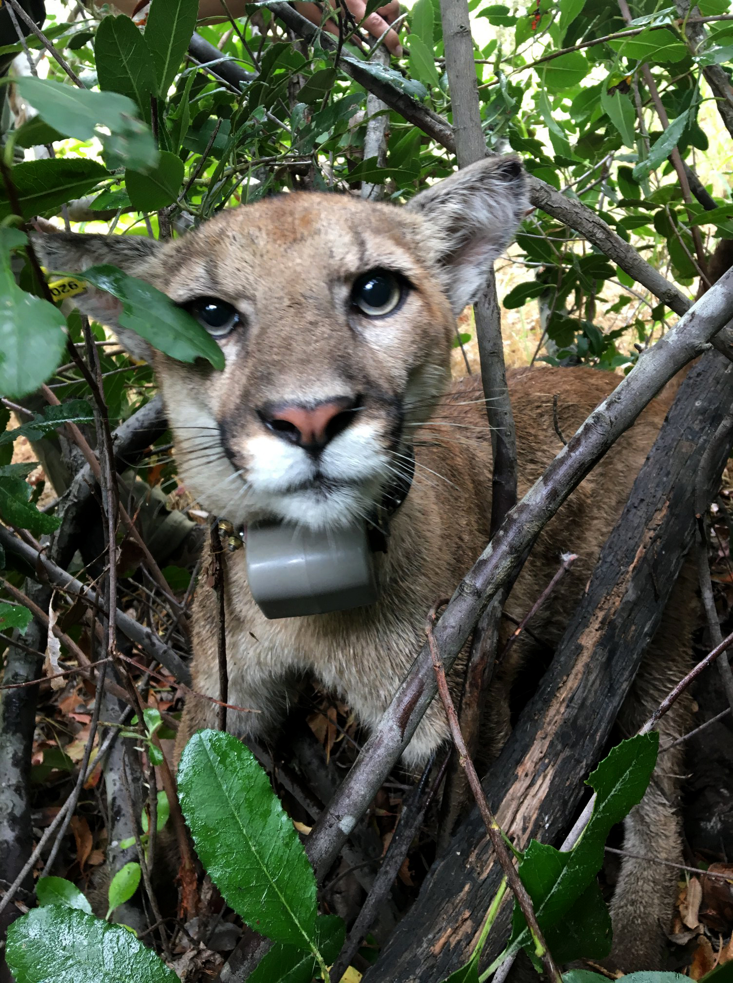 PHOTO: Officers from the California Department of Fish and Wildlife have tagged a mountain lion they found in a tree in the Pacific Palisades.