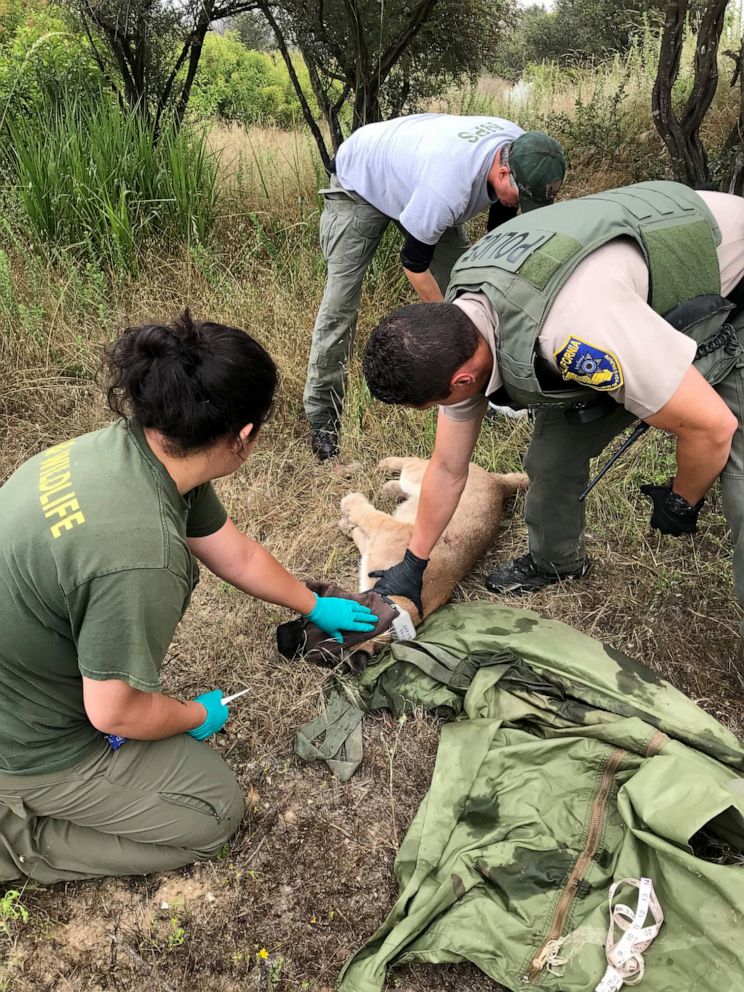 PHOTO: Officers from the California Department of Fish and Wildlife have tagged a mountain lion they found in a tree in the Pacific Palisades.