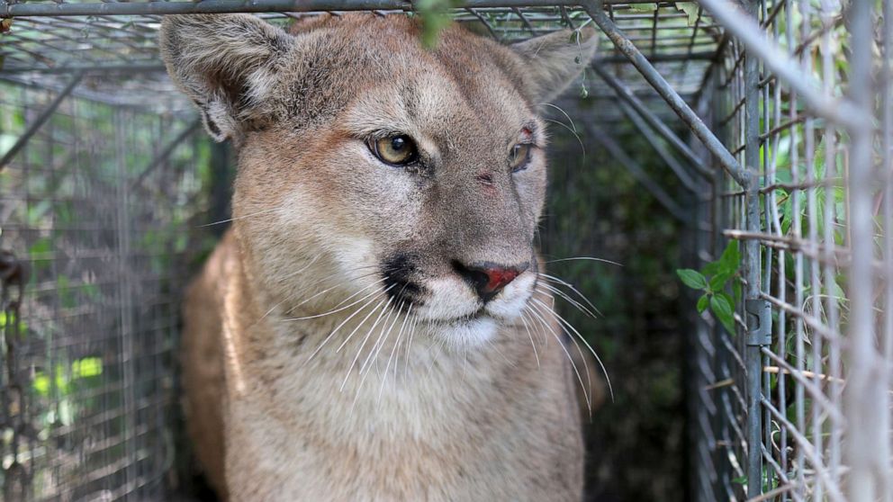 PHOTO: This April 7, 2017, photo released by the National Park Service shows P-56, a young male mountain lion that roams the western end of the Santa Monica Mountains in Southern California.