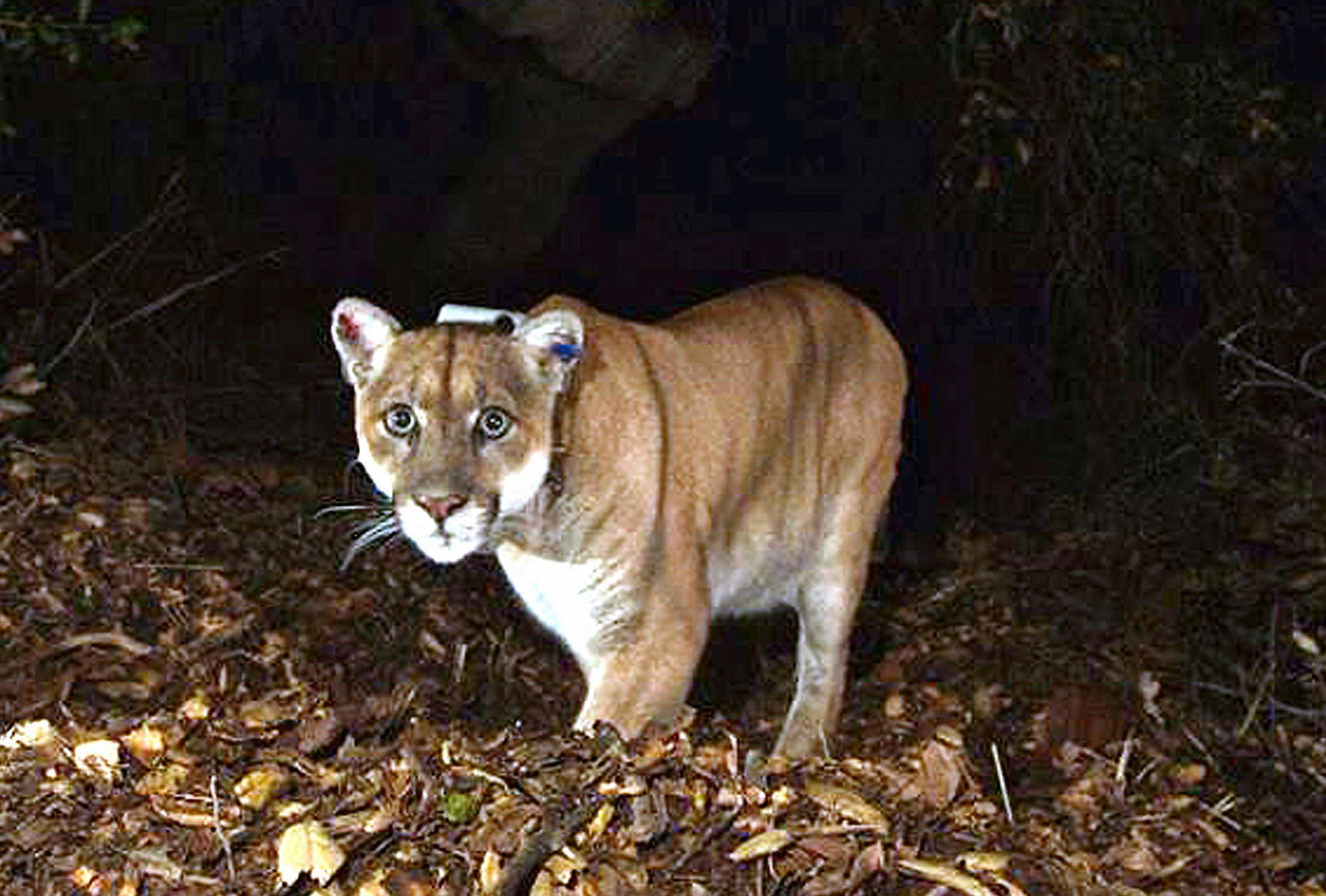 PHOTO: This Nov. 2014, file photo provided by the U.S. National Park Service shows a mountain lion known as P-22, photographed in the Griffith Park area near downtown Los Angeles.