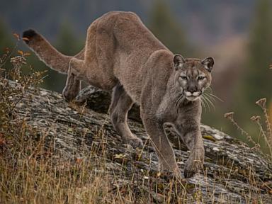 Boy snatched by mountain lion as family watches in horror