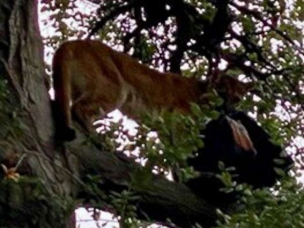 Mountain Lion Attacks Small Child At California Park Abc News