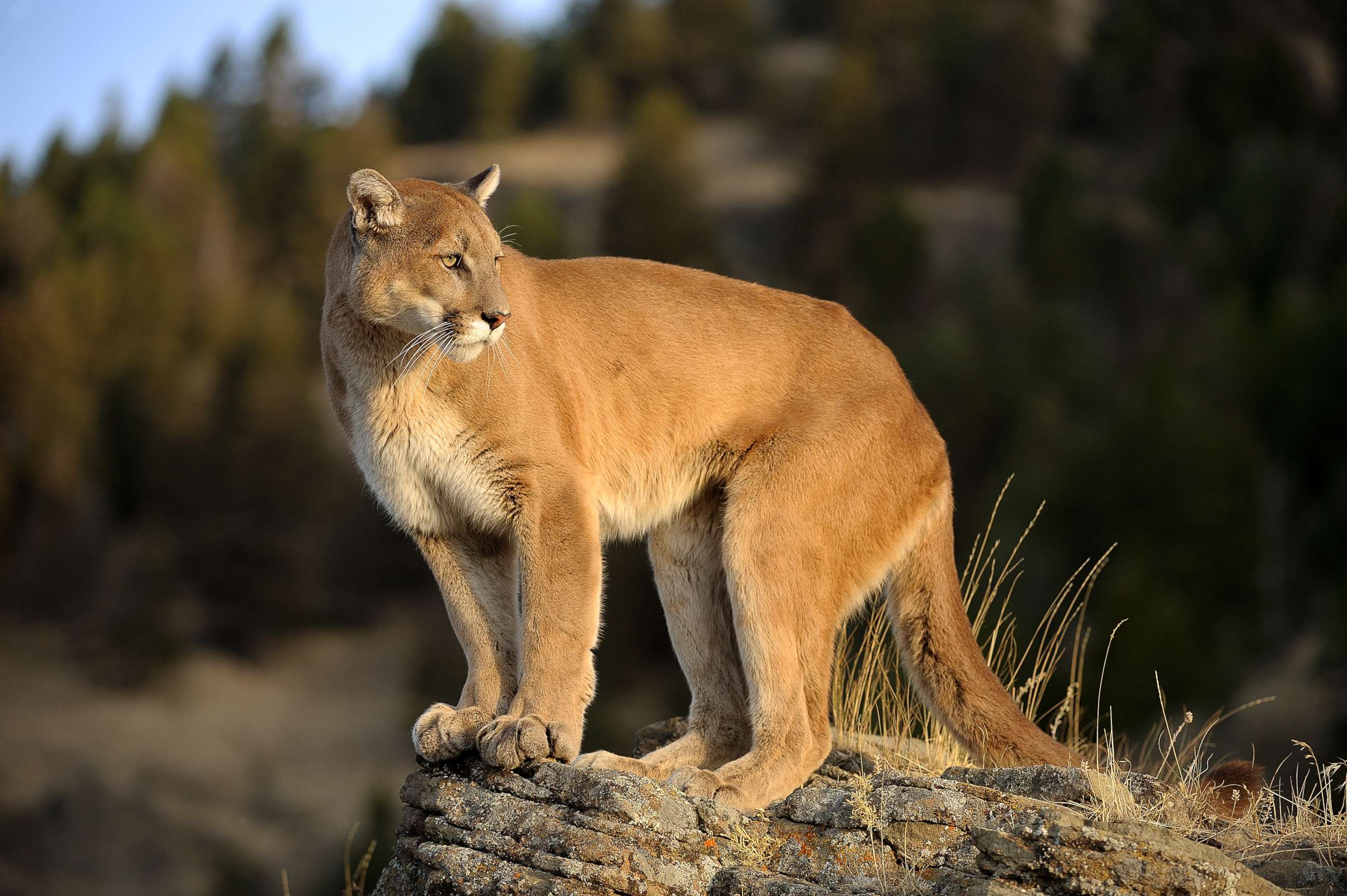 PHOTO: An undated stock photo of a mountain lion. 