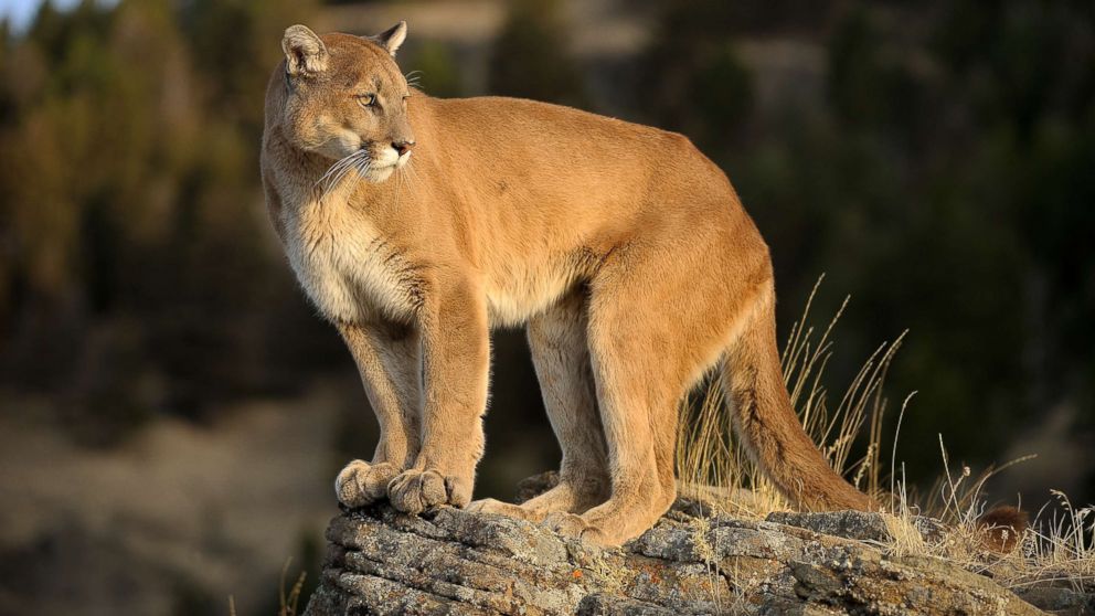 PHOTO: An undated stock photo of a mountain lion. 