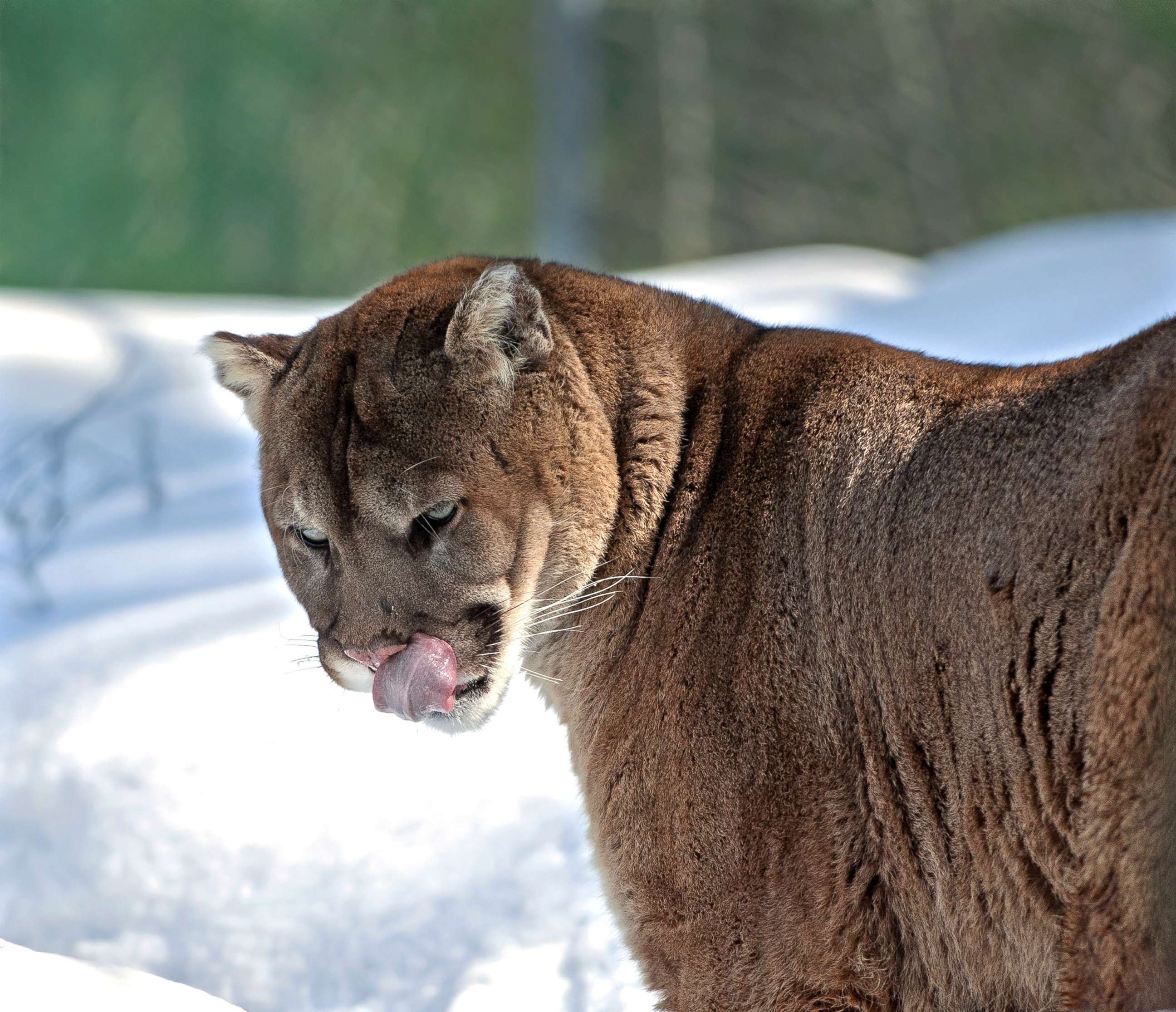 PHOTO: A mountain lion is pictured in Northern Ontario, Canada.