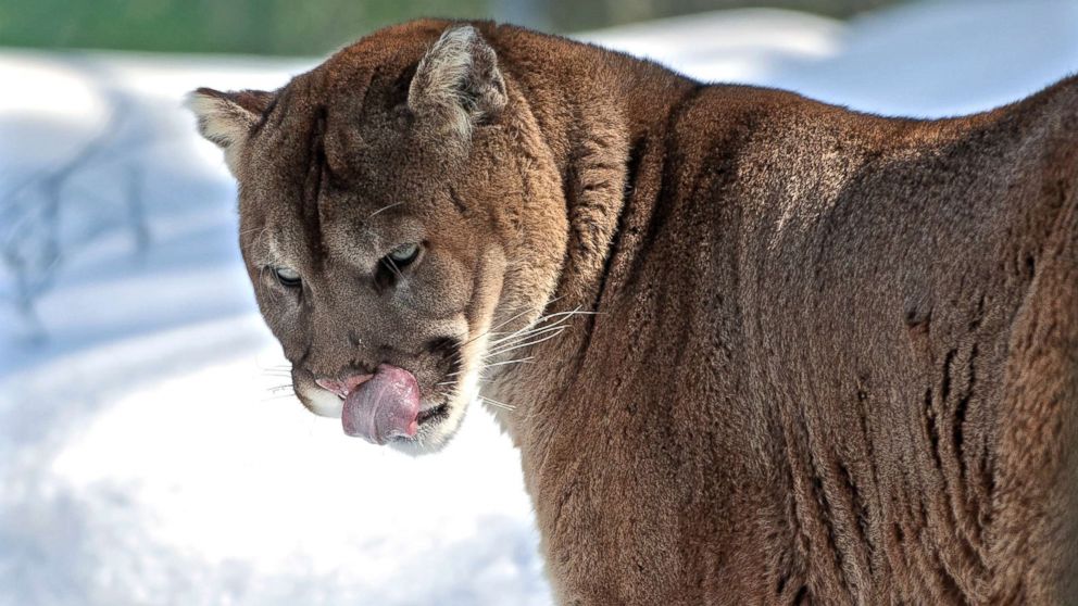 PHOTO: A mountain lion is pictured in Northern Ontario, Canada.