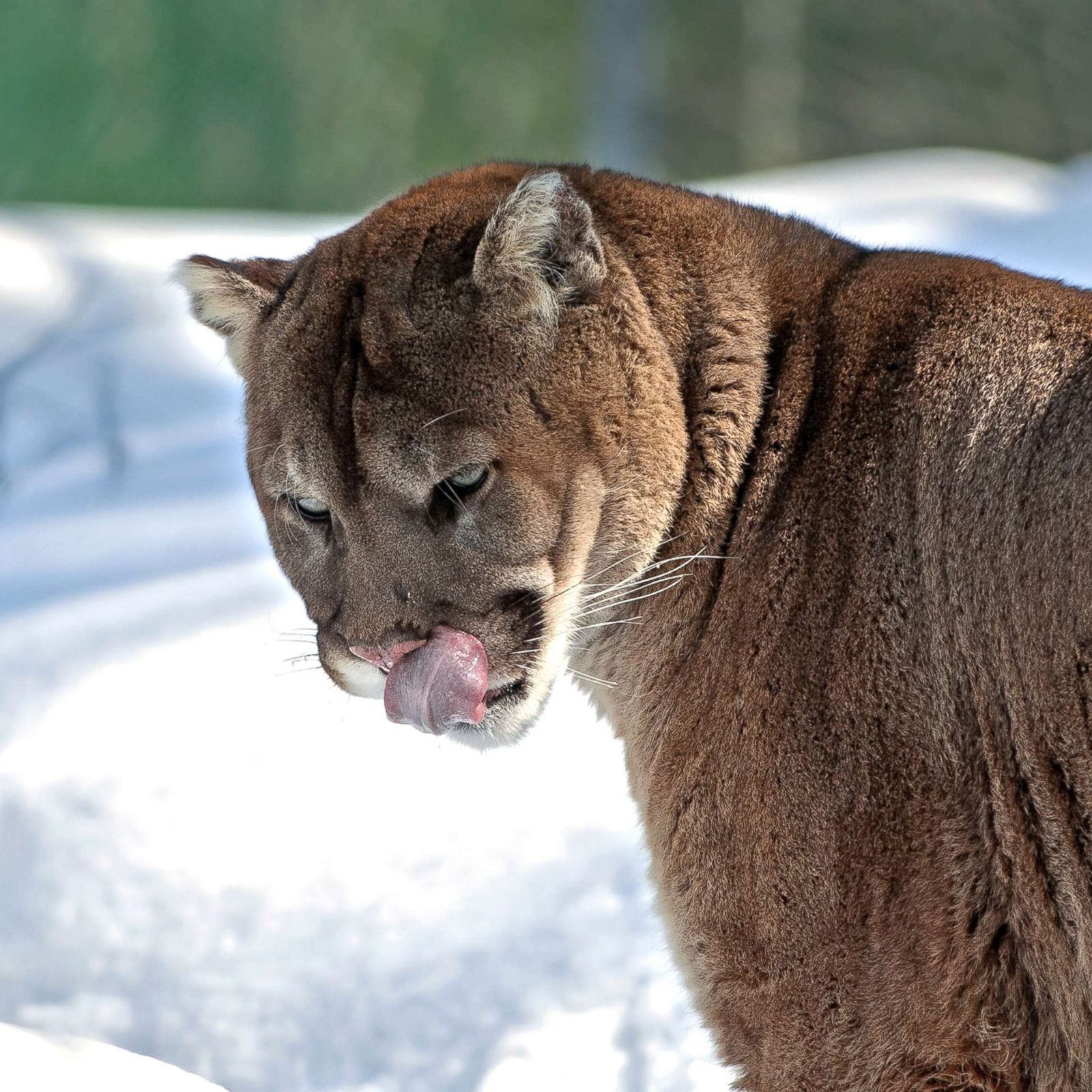 Trail Runner In Colorado Kills Mountain Lion In Self - 