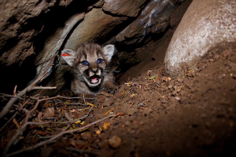 PHOTO: Researchers in California have found a litter of mountain lion kittens near Los Angeles. 