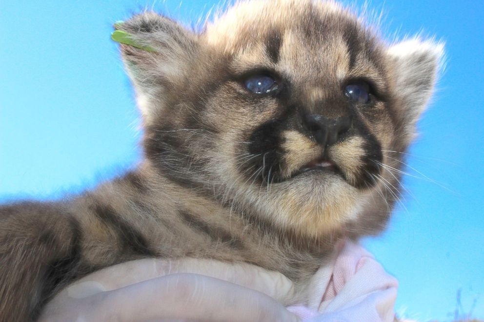 PHOTO: Researchers in California have found a litter of mountain lion kittens near Los Angeles. 