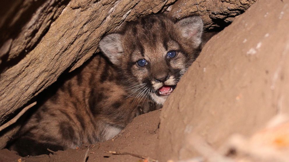 PHOTO: Researchers in California have found a litter of mountain lion kittens near Los Angeles. 