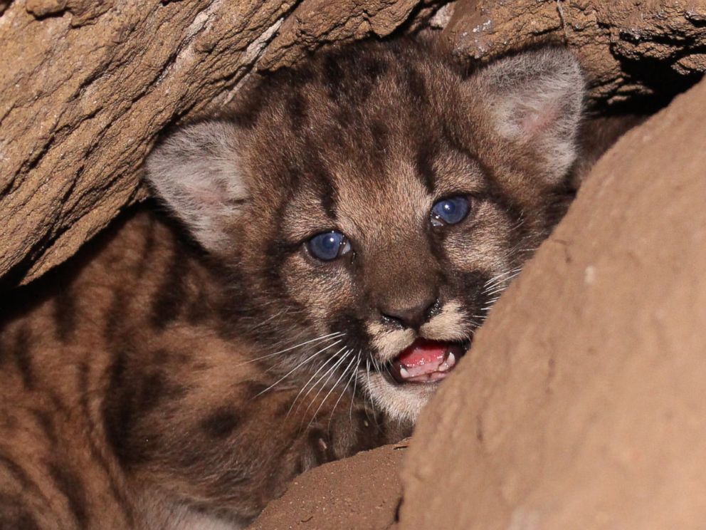 PHOTO: Researchers in California have found a litter of mountain lion kittens near Los Angeles. 