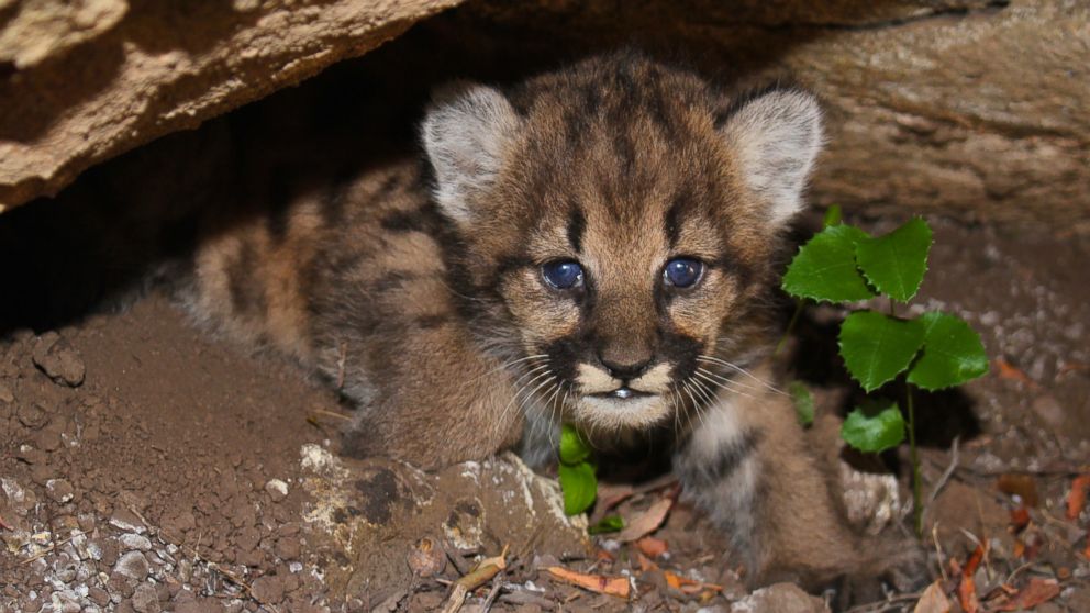 Two endangered Amur leopard cubs born at Illinois zoo