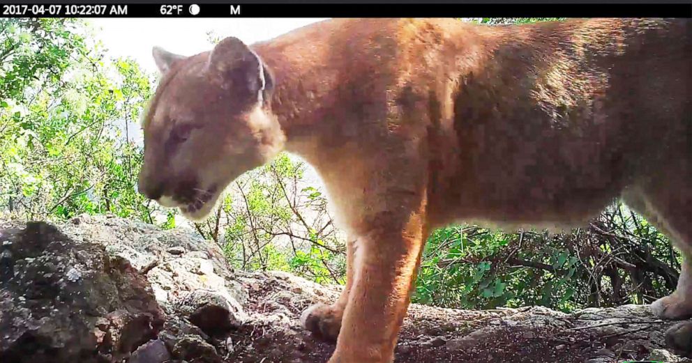 PHOTO: This April 7, 2017, photo from video released by the National Park Service shows P-56, a young male mountain lion that roams the western end of the Santa Monica Mountains in Southern California.