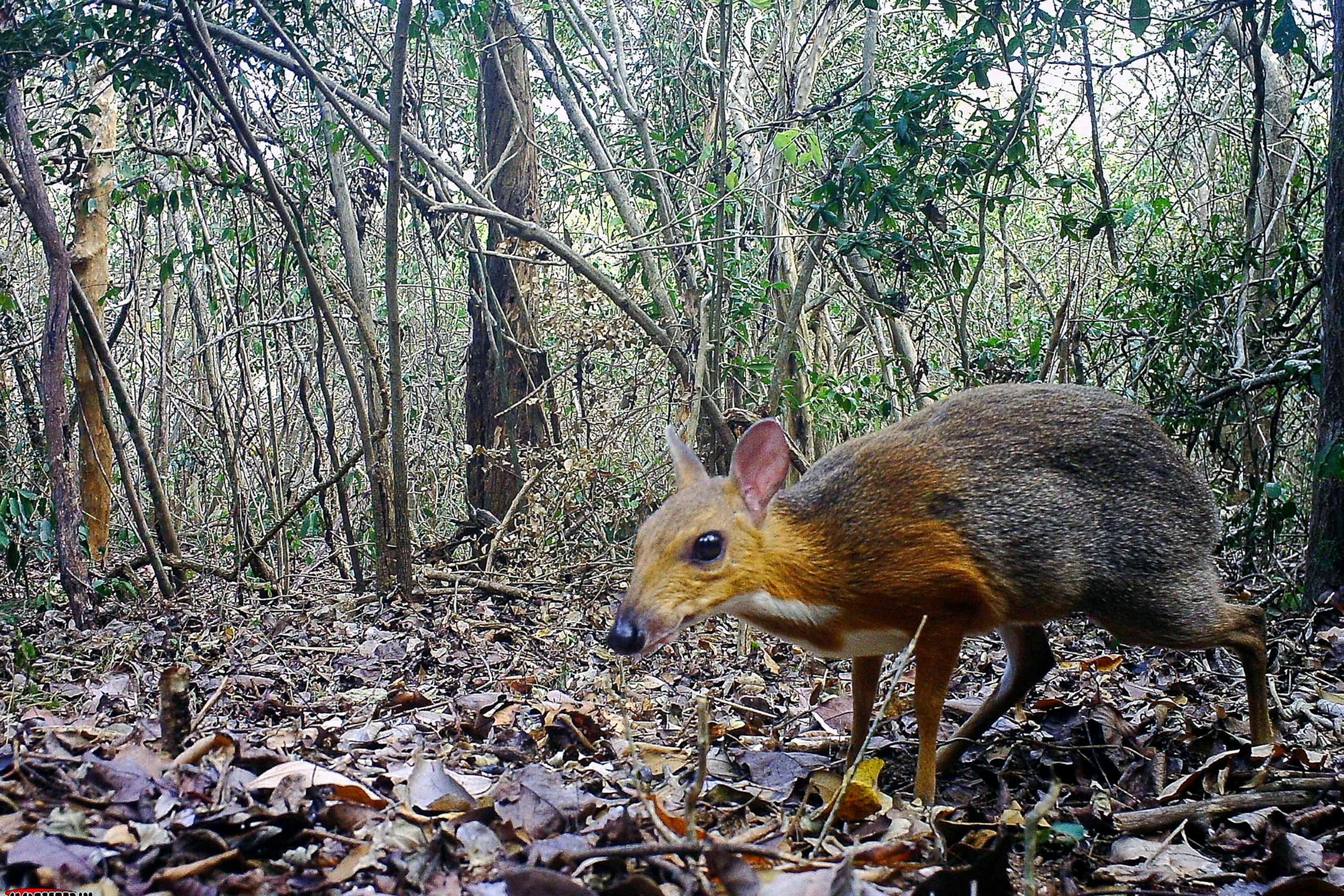 PHOTO: This handout picture released on Nov. 11, 2019, shows a mouse-deer at an undisclosed location in Vietnam. From: Southern Institute of Ecology/Global Wildlife Conservation/Leibniz Institute for Zoo and Wildlife Research/ NCNP/AFP/Getty Images