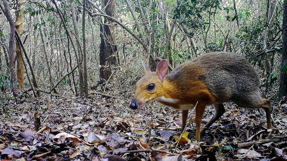 PHOTO: This handout picture released on Nov. 11, 2019, shows a mouse-deer at an undisclosed location in Vietnam. From: Southern Institute of Ecology/Global Wildlife Conservation/Leibniz Institute for Zoo and Wildlife Research/ NCNP/AFP/Getty Images