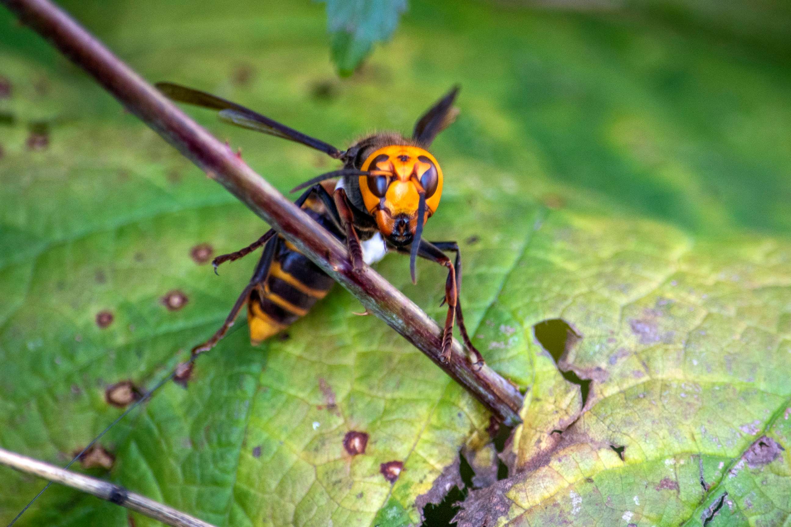 PHOTO: In this Oct. 22, 2020, file photo provided by the Washington State Dept. of Agriculture, an Asian Giant Hornet wearing a tracking device is shown near Blaine, Wash.