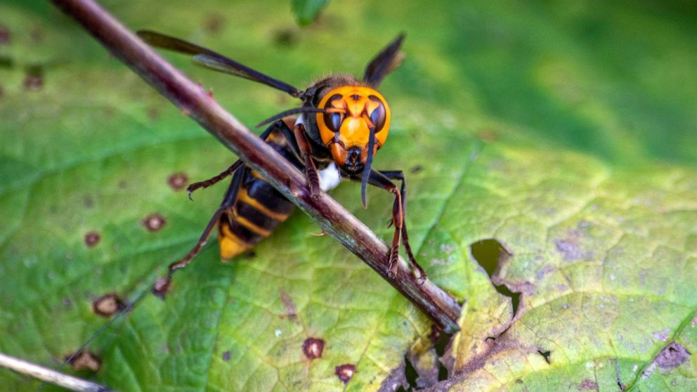 PHOTO: In this Oct. 22, 2020, file photo provided by the Washington State Dept. of Agriculture, an Asian Giant Hornet wearing a tracking device is shown near Blaine, Wash.