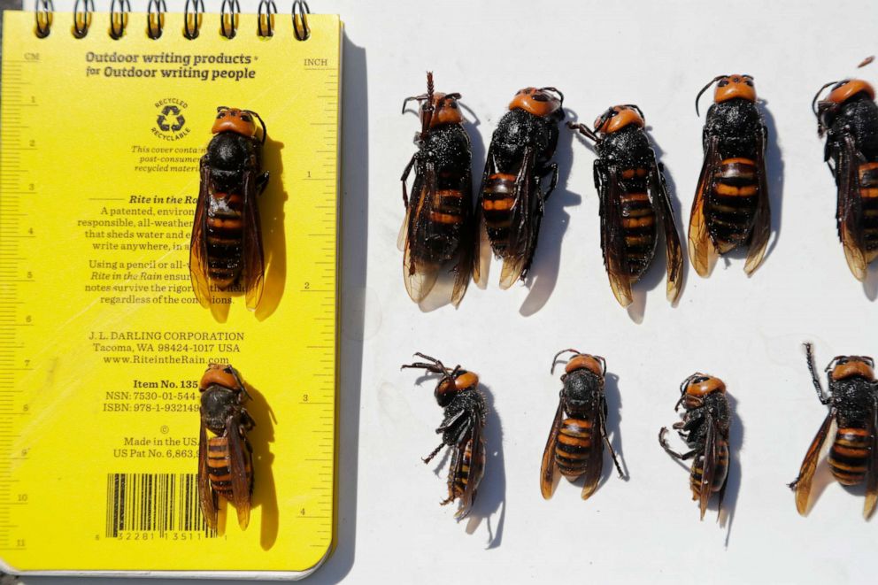 PHOTO: Dead Asian giant hornets, queens lined-up on top and the smaller workers below, all samples brought in from Japan for research, are displayed with a field notebook, Thursday, May 7, 2020, in Blaine, Wash. ol)