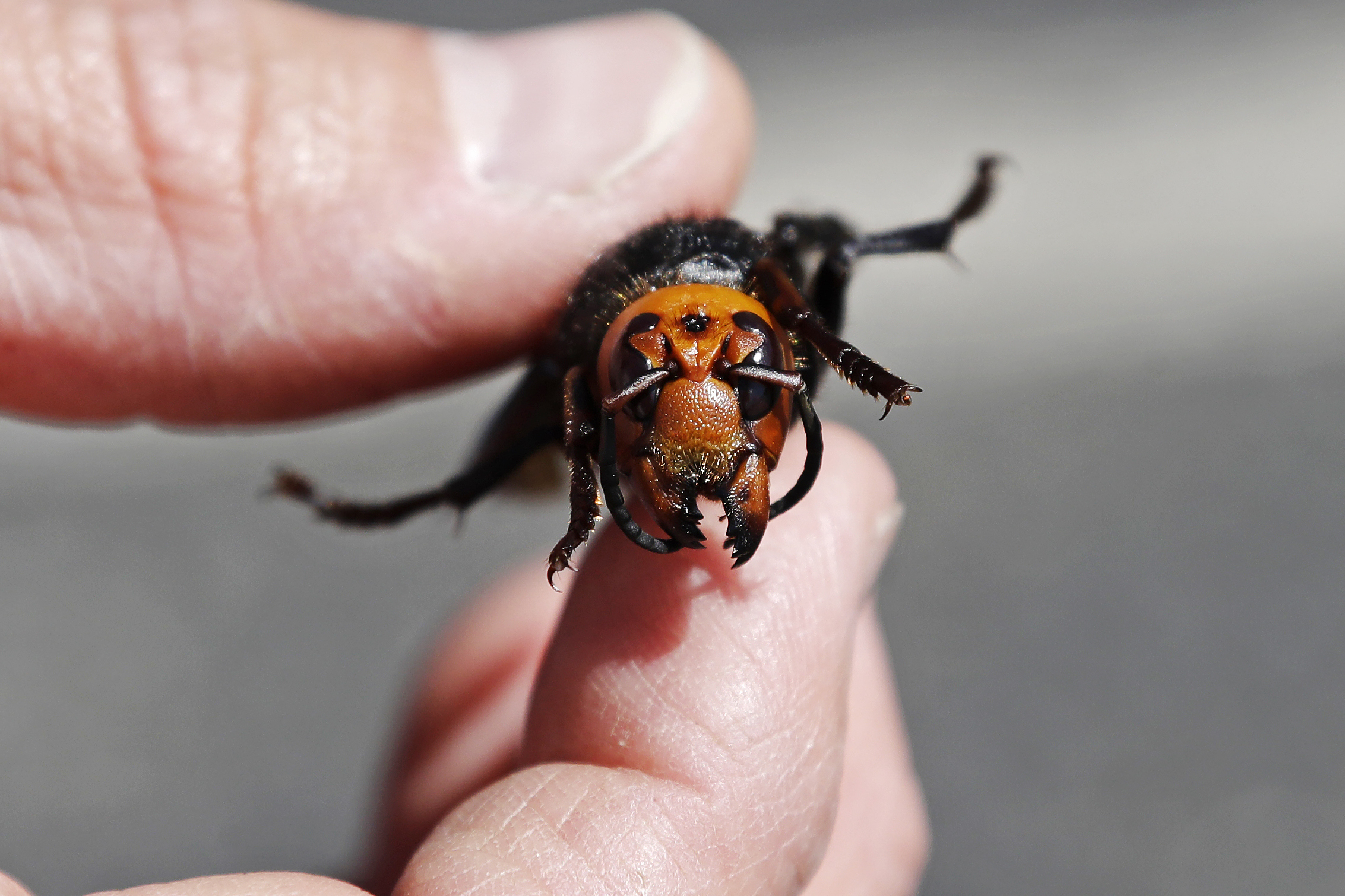PHOTO: Washington State Department of Agriculture entomologist Chris Looney displays a dead Asian giant hornet, a sample brought in from Japan for research, Thursday, May 7, 2020, in Blaine, Wash. 