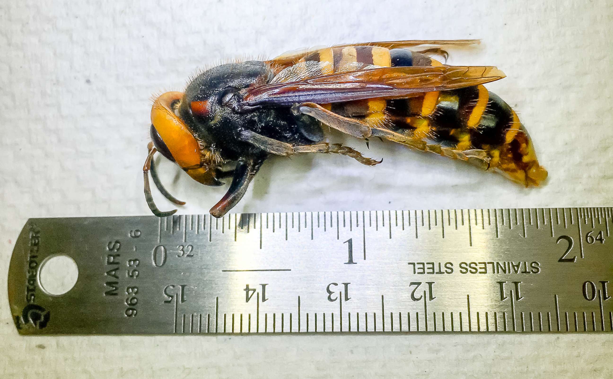 PHOTO: An Asian giant hornet, dubbed the "murder hornet," which was trapped in Birch Bay, Washington, on July 14 by Washington State Department of Agriculture researchers, is seen in Olympia, Washington, on July 29, 2020.
