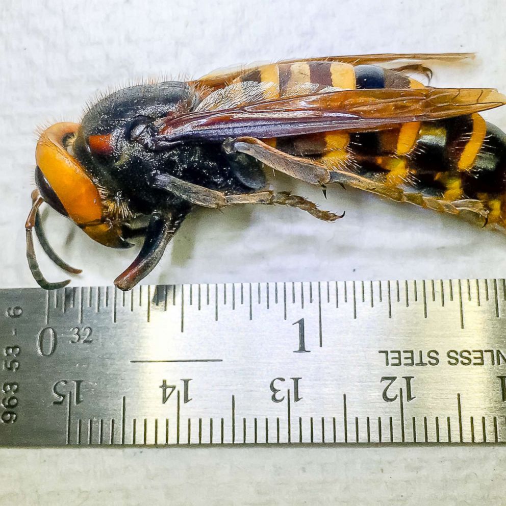 giant asian hornet queen