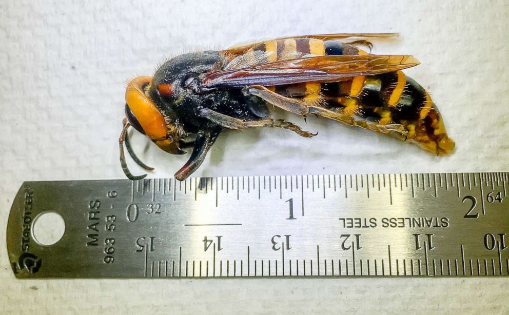 Good News: 'Murder Hornets' Haven't Been Seen In Washington This Year ...