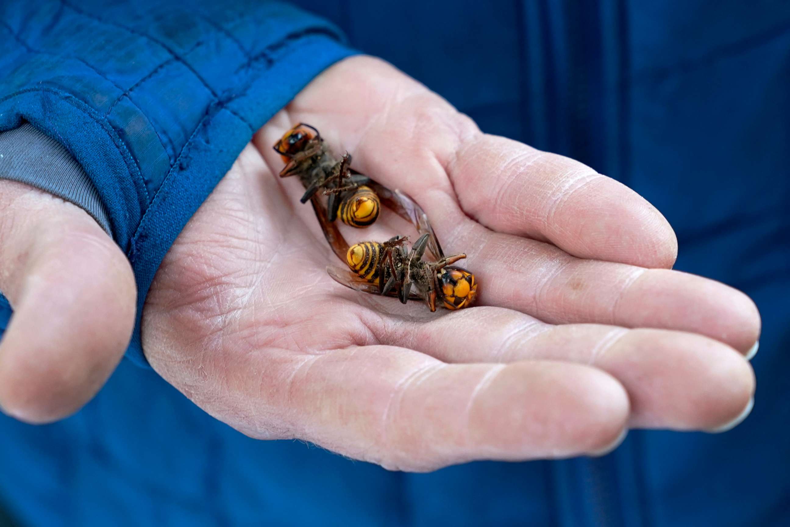 PHOTO: A Washington state Department of Agriculture worker holds two of the dozens of Asian giant hornets vacuumed from a tree in Blaine, Wash., Oct. 24, 2020.