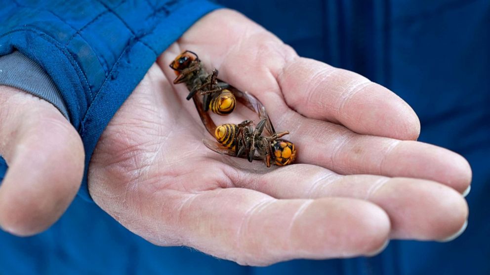 PHOTO: A Washington state Department of Agriculture worker holds two of the dozens of Asian giant hornets vacuumed from a tree in Blaine, Wash., Oct. 24, 2020.