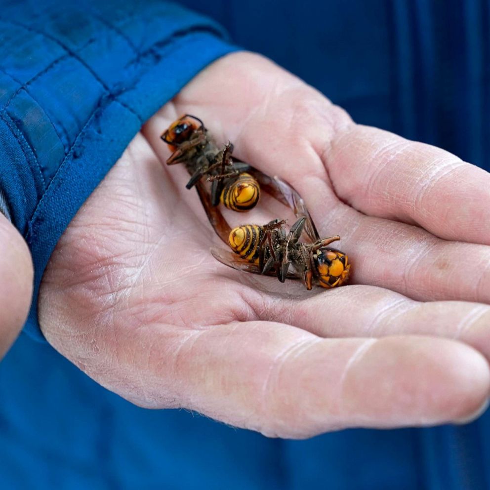 wasps in house in november