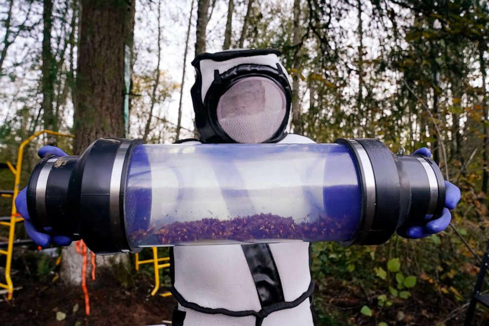 PHOTO: Sven Spichiger, Washington state Department of Agriculture managing entomologist, displays a canister of Asian giant hornets vacuumed from a nest in a tree behind him in Blaine, Wash., Oct. 24, 2020. 
