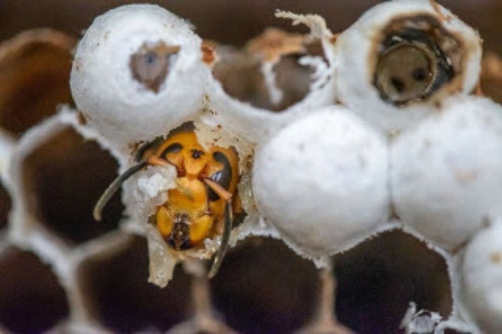 PHOTO: Asian hornet nest.