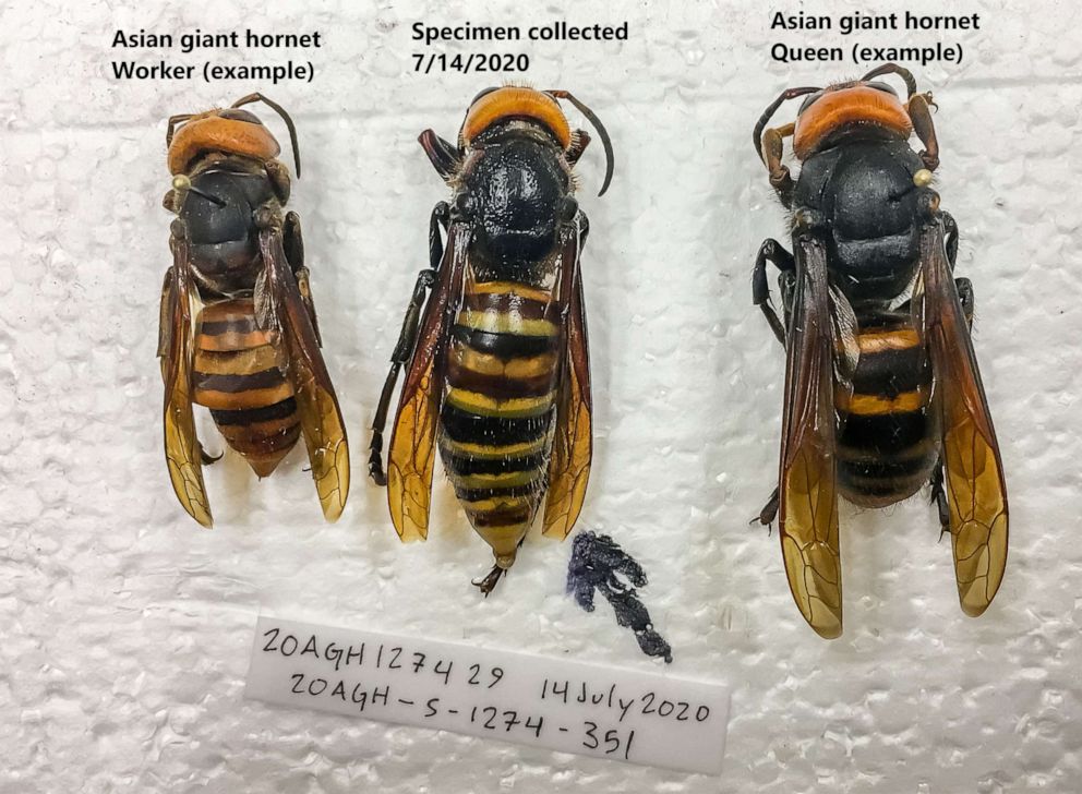 Find Out 49+ List Of Images Of A Hornet  They Did not Tell You.