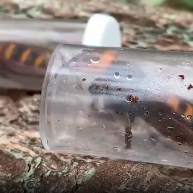 Two Asian giant hornet—or 'murder hornet'—queens were taken from the tree in Washington state, where officials had destroyed the first nest of the invasive insects found in the U.S.