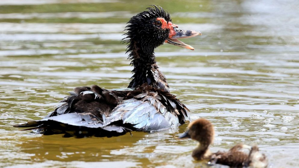 Seaside North Carolina town overrun with hundreds of non-native ducks