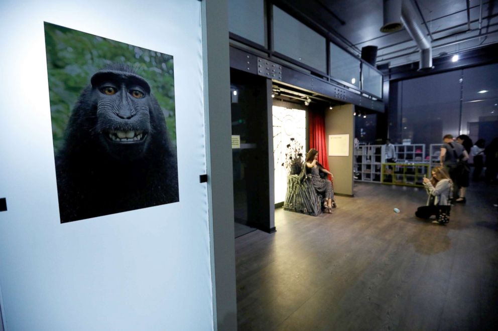 PHOTO: A print of a monkey selfie is on display during a VIP media preview ahead of the opening of the Museum of Selfies in Glendale, Calif., March 29, 2018.