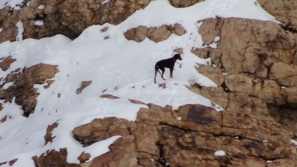 Take a Look: Rescue dog rescued from waterfall