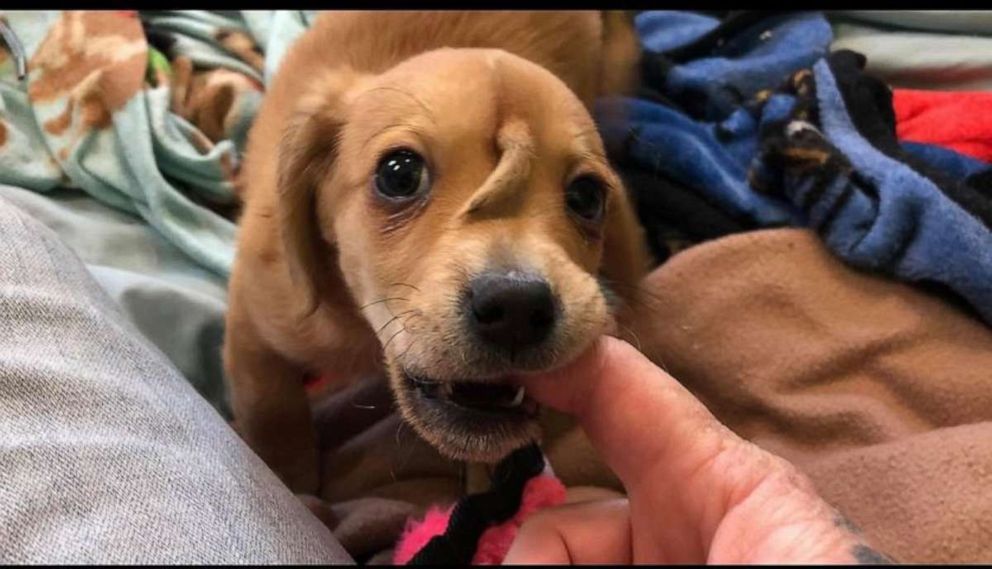 PHOTO: Narwhal, a 10-week-old rescue puppy with an extra tail on his forehead, was found in rural Missouri by Mac's Mission.