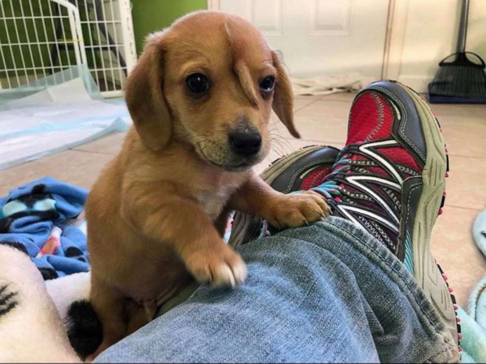 PHOTO: Narwhal, a 10-week-old rescue puppy with an extra tail on his forehead, was found in rural Missouri by Mac's Mission.