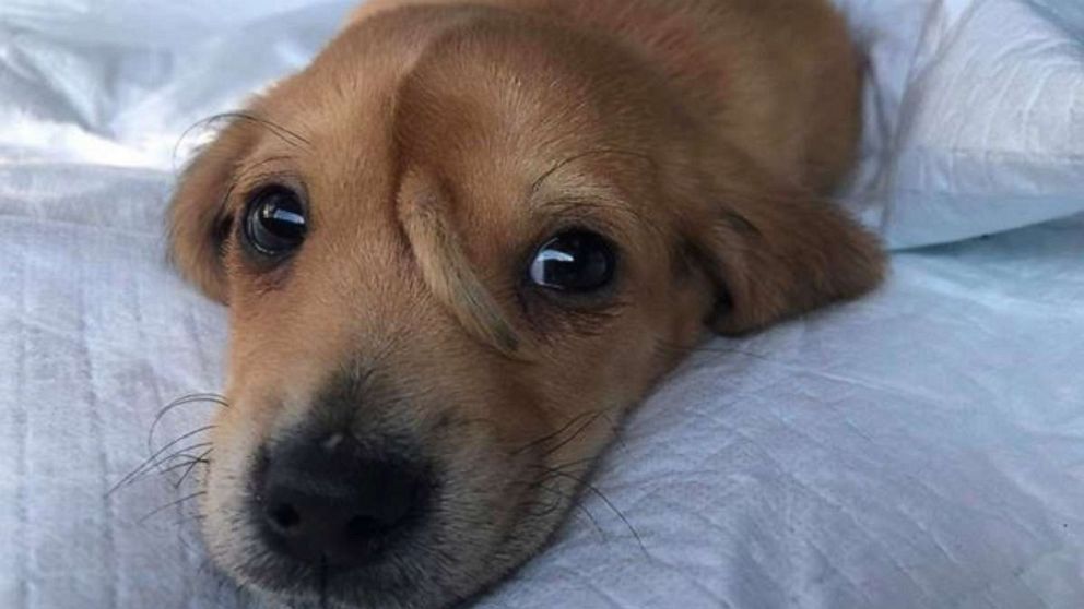 Rescue puppy named Narwhal has a tail on his forehead and ...