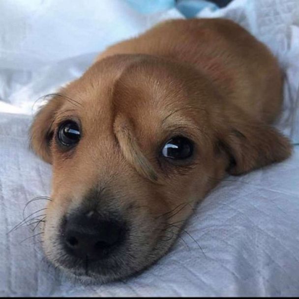 Puppy named Narwhal with tail on his forehead adopted by founder of ...