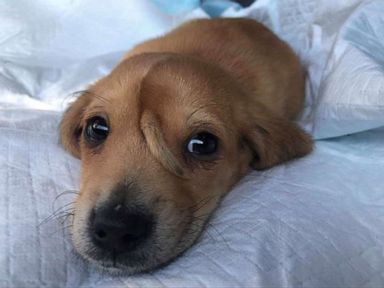 Puppy Named Narwhal With Tail On His Forehead Adopted By Founder Of Missouri Organization That Rescued Him Abc News