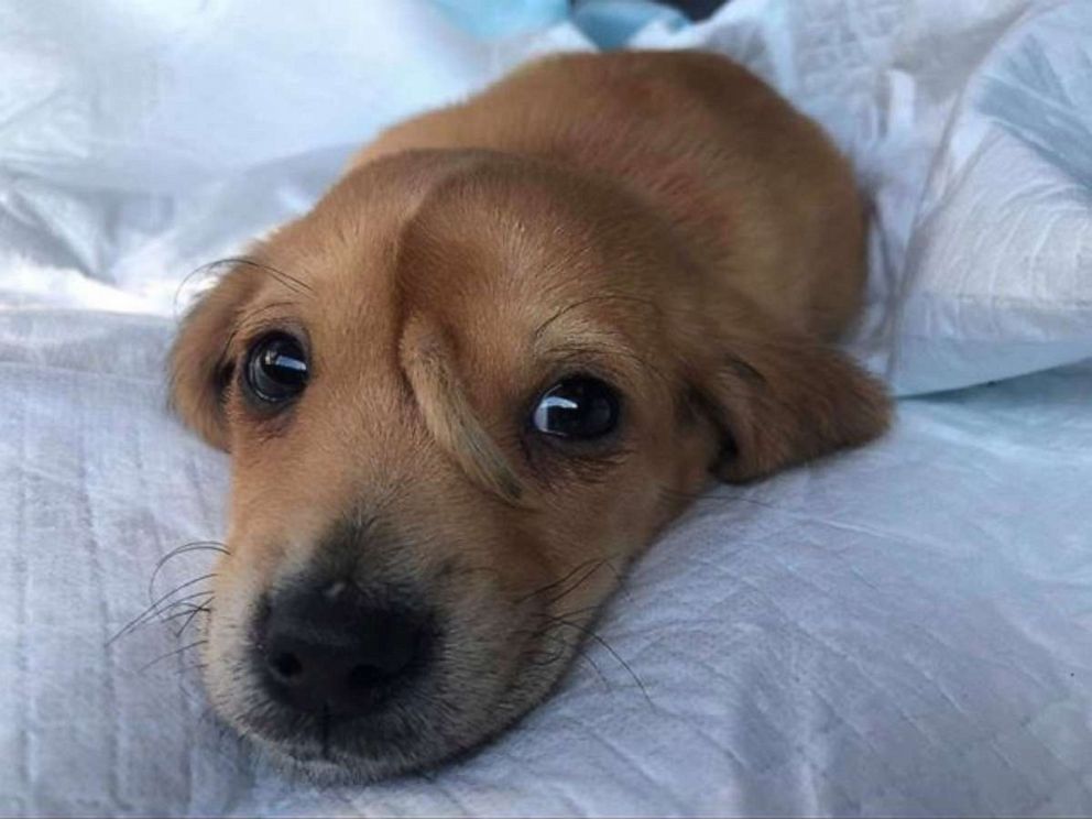 PHOTO: Narwhal, a 10-week-old rescue puppy with an extra tail on his forehead, was found in rural Missouri by Mac's Mission.