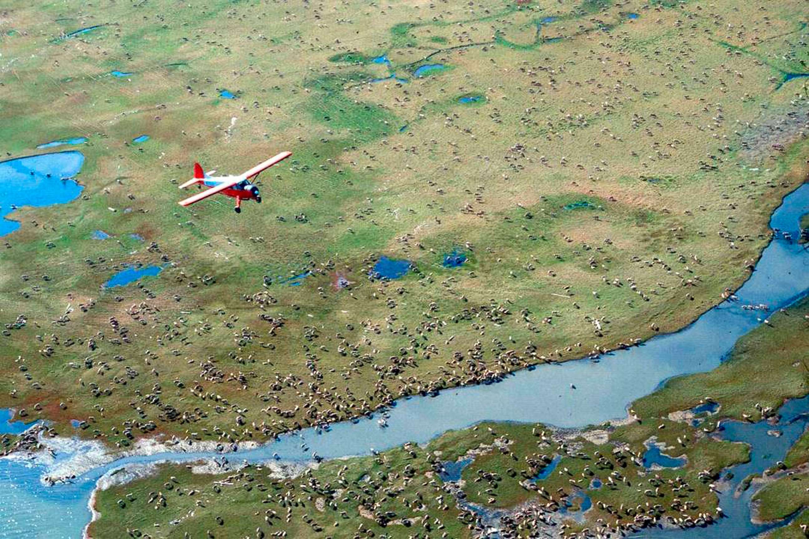 PHOTO: In this undated photo provided by the U.S. Fish and Wildlife Service, an airplane flies over caribou from the Porcupine Caribou Herd on the coastal plain of the Arctic National Wildlife Refuge in northeast Alaska.