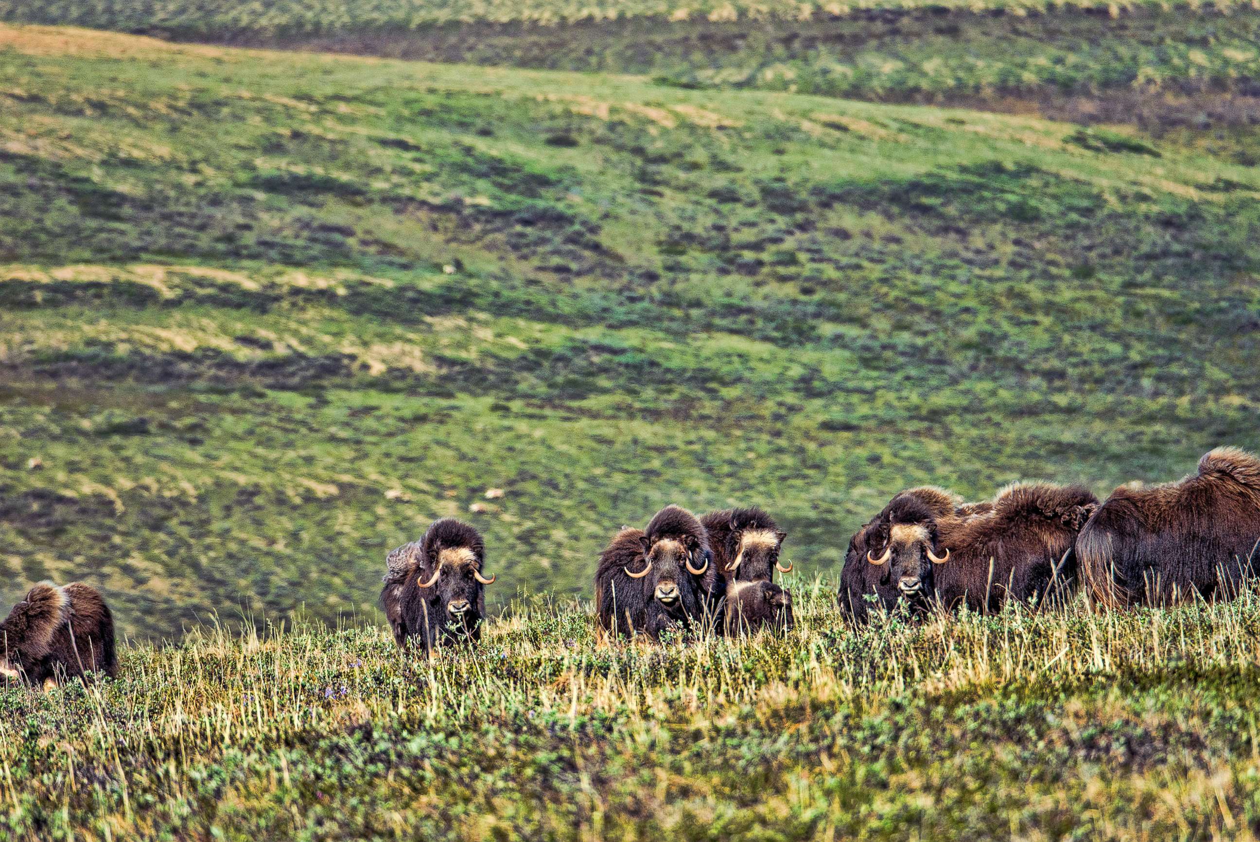 PHOTO: Muskox are pictured at the national petroleum reserve in northwest Alaska in this undated photo. 